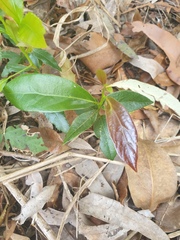 Cryptocarya triplinervis