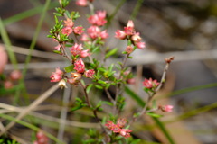 Cryptandra tomentosa