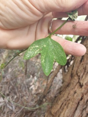 Passiflora aurantia