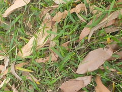 Ottochloa gracillima