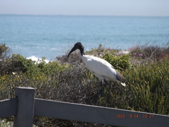 Threskiornis aethiopicus
