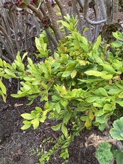 Murraya paniculata