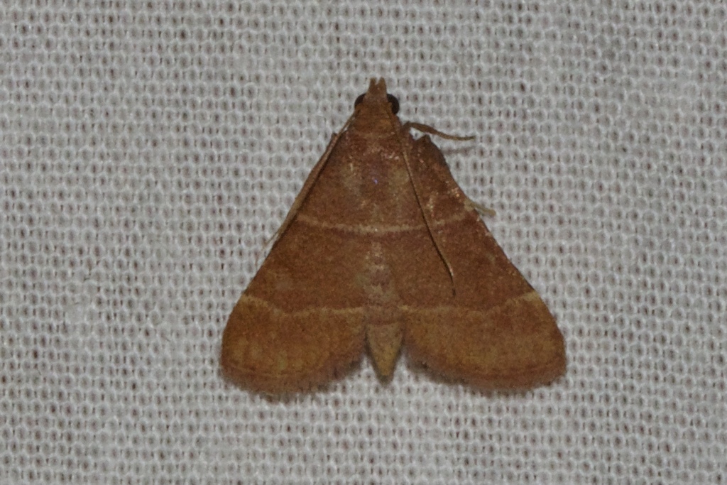 Bostra astigma