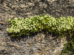 Stackhousia pulvinaris