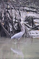 Ardea sumatrana