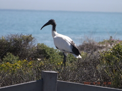 Threskiornis aethiopicus