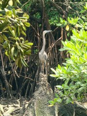 Ardea sumatrana