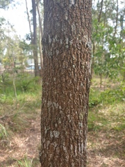 Allocasuarina littoralis