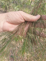Allocasuarina littoralis