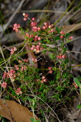 Cryptandra tomentosa