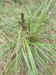 Gahnia aspera