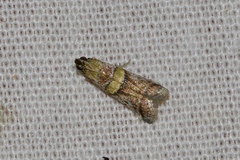 Acrobasis