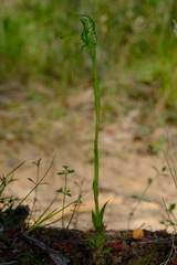 Pterostylis unicornis