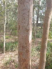 Angophora leiocarpa