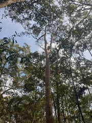 Angophora leiocarpa