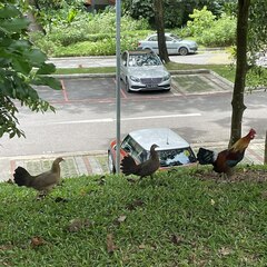 Gallus gallus domesticus