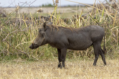 Phacochoerus africanus massaicus