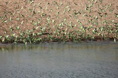 Melopsittacus undulatus