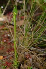 Pterostylis unicornis