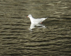 Chroicocephalus ridibundus