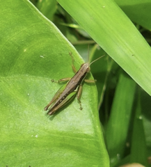 Spathosternum prasiniferum