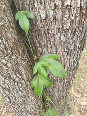 Passiflora pallida