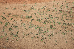 Melopsittacus undulatus