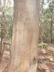 Eucalyptus