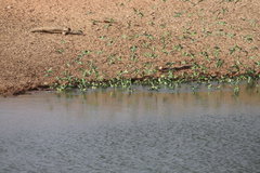Melopsittacus undulatus