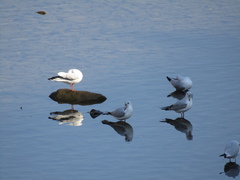 Chroicocephalus ridibundus