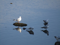 Chroicocephalus ridibundus