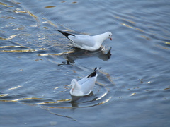 Chroicocephalus ridibundus