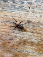 Cyrtotrachelus thompsoni