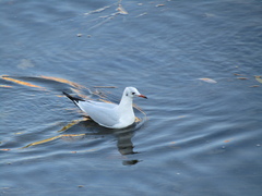Chroicocephalus ridibundus