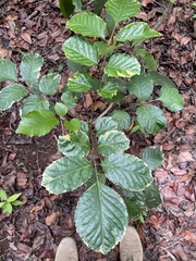 Polyscias balfouriana