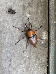 Cyrtotrachelus thompsoni