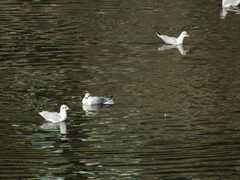 Chroicocephalus ridibundus