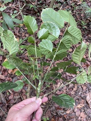 Polyscias balfouriana