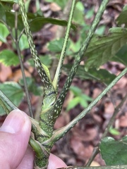 Polyscias balfouriana