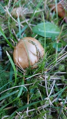 Chalciporus piperatus