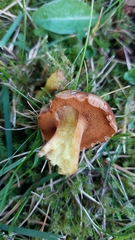 Chalciporus piperatus