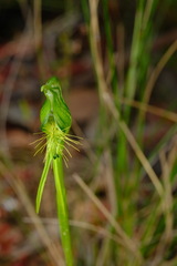 Pterostylis unicornis