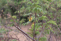 Peltophorum pterocarpum