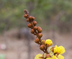 Peltophorum pterocarpum
