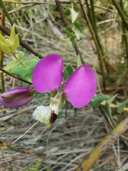 Polygala fruticosa