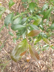 Cryptocarya triplinervis