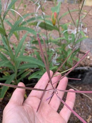 Epilobium