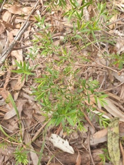 Leptospermum polygalifolium