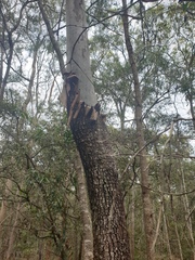 Corymbia tessellaris