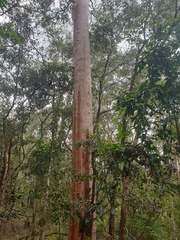 Angophora leiocarpa
